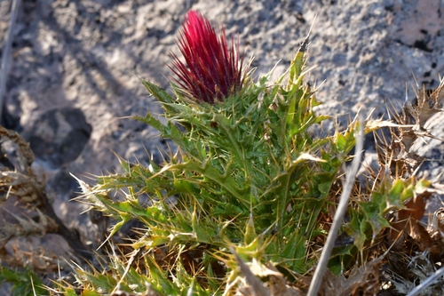 cliff thistle (Cirsium turneri)