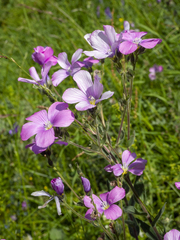 Linum hypericifolium