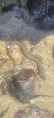 Spotted eel blenny (Notograptus guttatus) — Plesiopidae