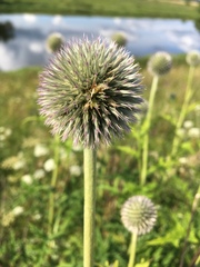 Echinops exaltatus