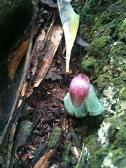 Corybas aconitiflorus