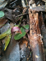 Corybas aconitiflorus