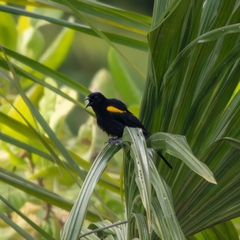 Epaulet Oriole photo 2