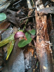 Corybas aconitiflorus