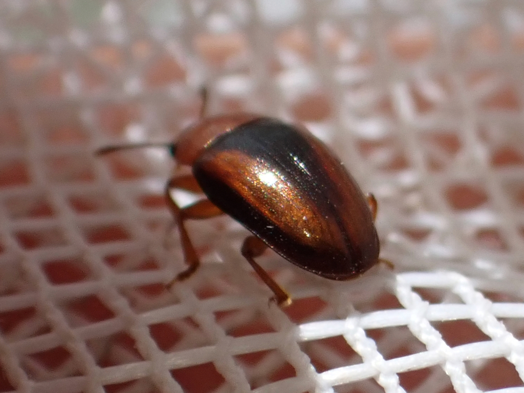 Triplax cuneata