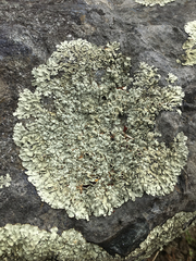 Xanthoparmelia lineola