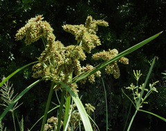 Cyperus alopecuroides
