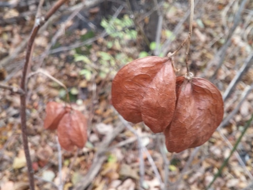 Staphylea trifolia