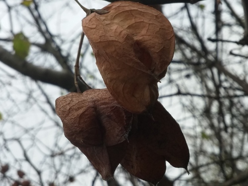 Staphylea trifolia