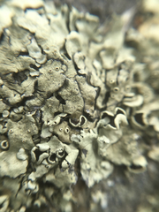 Xanthoparmelia lineola