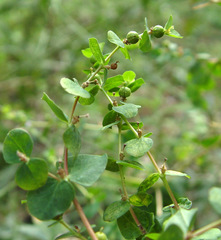 Euphorbia microsphaera