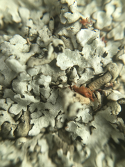 Xanthoparmelia lineola