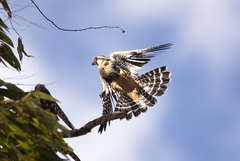 Aplomado Falcon photo 3