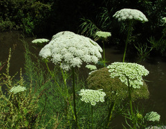 Visnaga daucoides