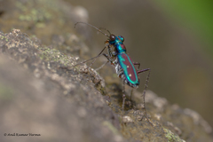 Jansenia azureocincta
