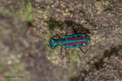 Jansenia azureocincta