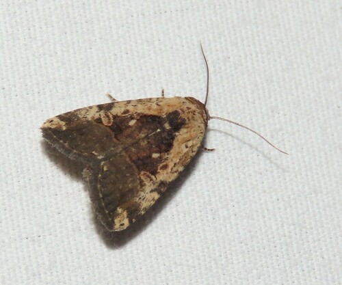 Agrotina Midget photo 4