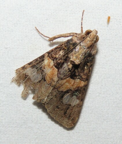 Famelica Melipotis Moth photo 2