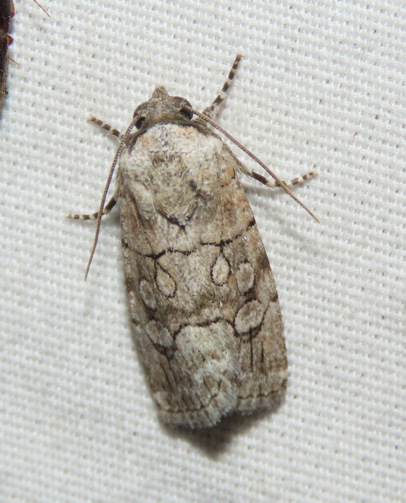 Sympistis sectiloides