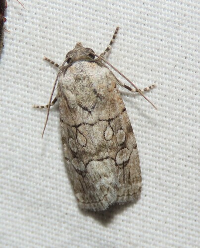 Sympistis sectiloides