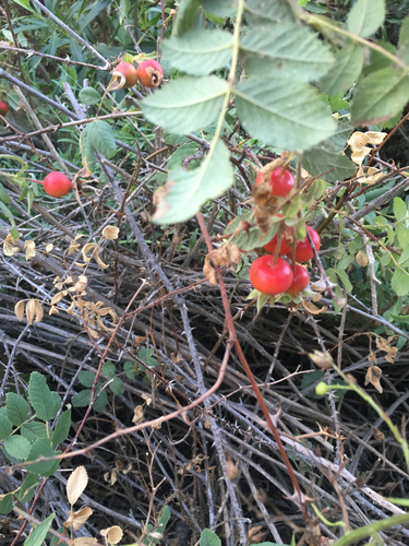 iNaturalist observation photo of California Wild Rose