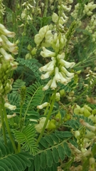 Astragalus nuttallii