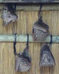 Epomophorus crypturus