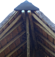 Epomophorus crypturus