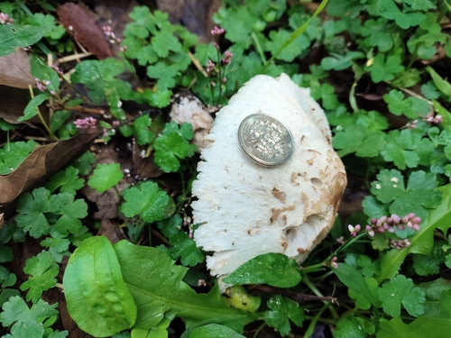 Chlorophyllum molybdites