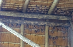 Epomophorus crypturus