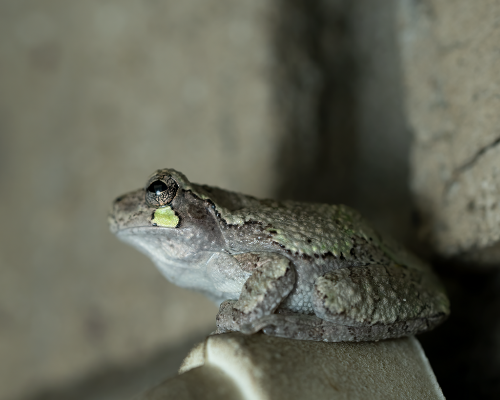 Gray Treefrog Species Complex from Whitley County, IN, USA on November ...