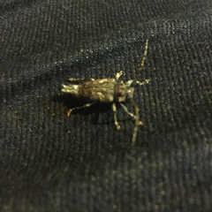 Aegomorphus circumflexus