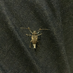 Aegomorphus circumflexus