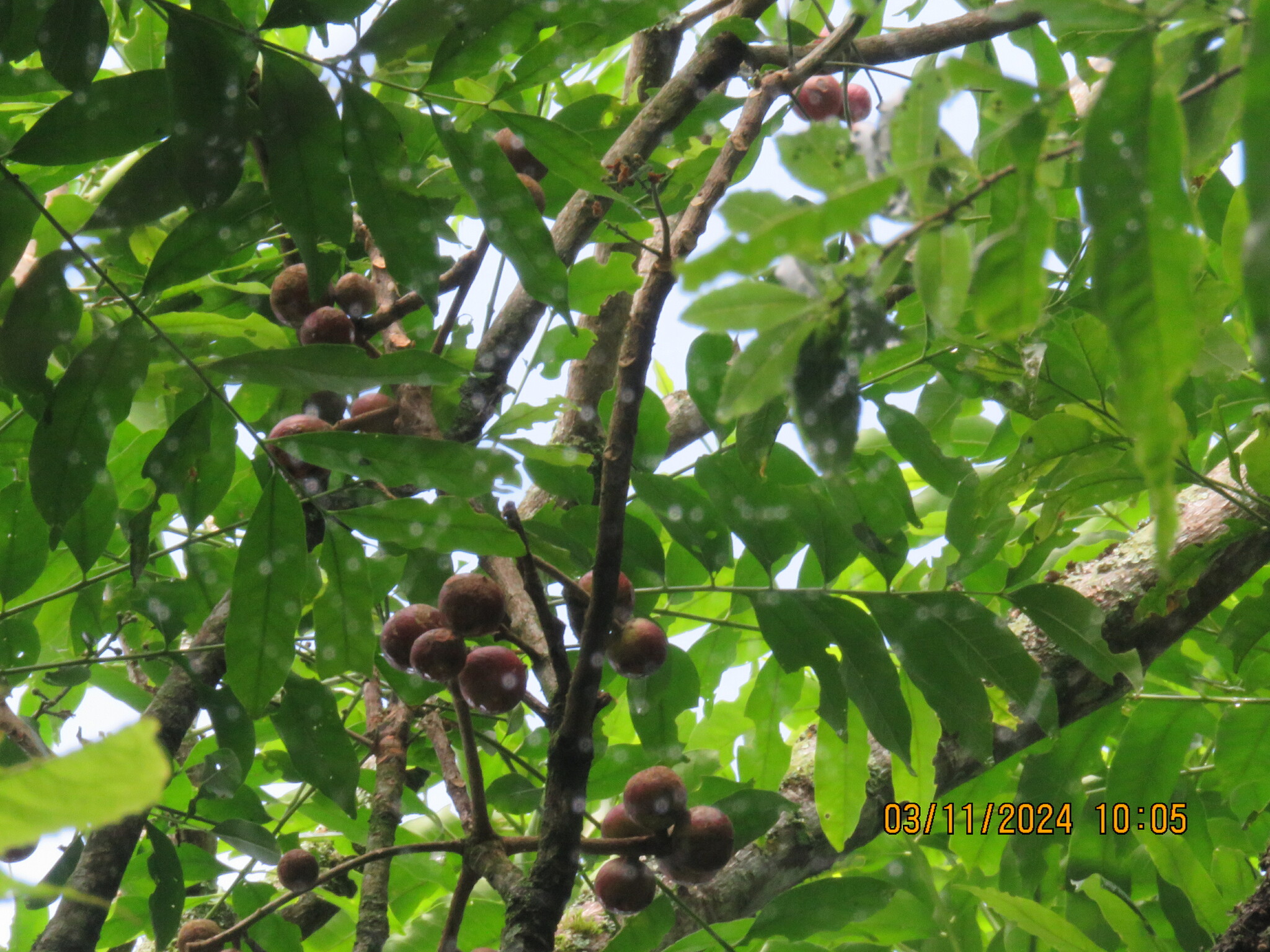 Cabralea canjerana
