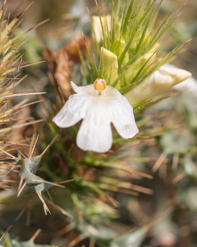 Thorny Spikeviolet (Acanthopsis horrida)