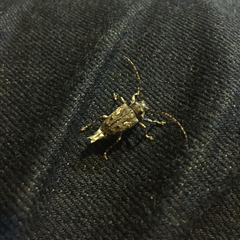 Aegomorphus circumflexus