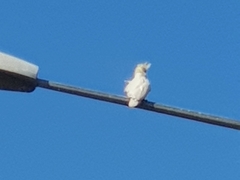 Cacatua