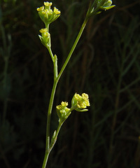 Bupleurum orientale