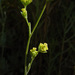 Bupleurum orientale - Photo (c) Ron Frumkin, some rights reserved (CC BY-NC), uploaded by Ron Frumkin