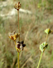 Bupleurum orientale