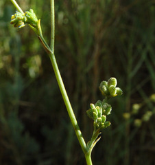 Bupleurum orientale
