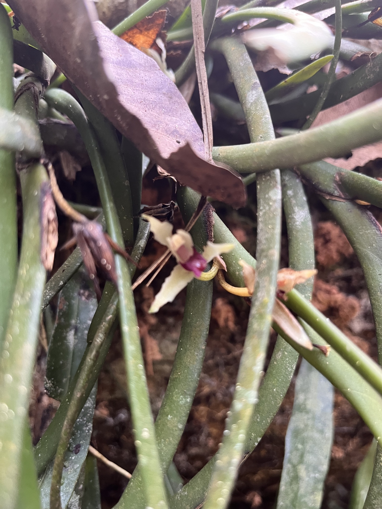 Luiz’s Tiger Orchid (Maxillaria equitans)