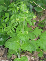 Scrophularia vernalis
