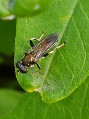 Xylota segnis
