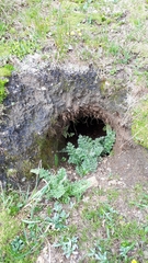 Marmota marmota