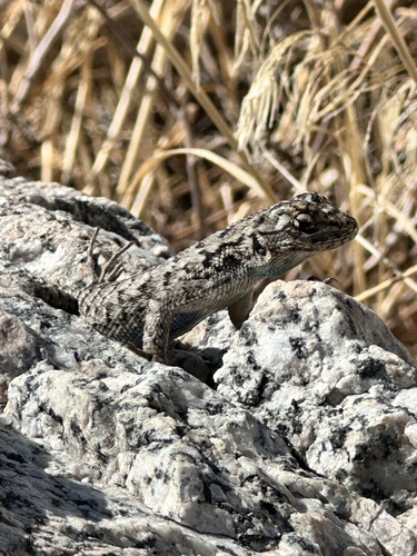iNaturalist observation photo of Western Fence Lizard