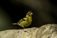 Yellow-Breasted Greenfinch photo 4