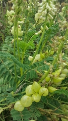 Astragalus nuttallii