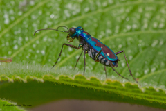 Jansenia azureocincta