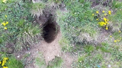 Marmota marmota